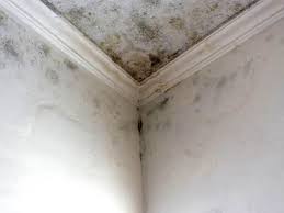 Best Black Mold Removal in Middleton, WI